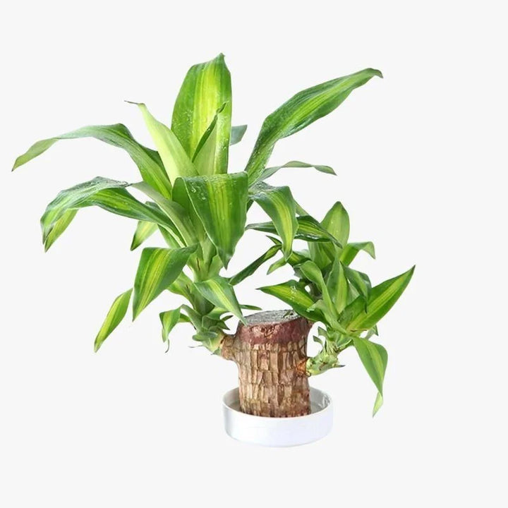 Brazilian Lucky Wood Plant , Vastu + Air Purifier - 🔥Buy 1 Get 1 Free🔥