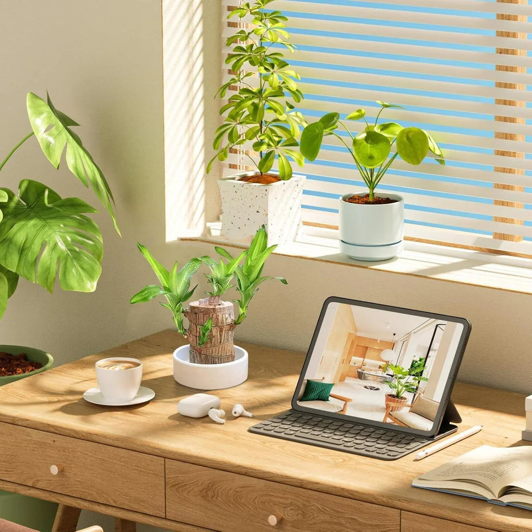 Brazilian Lucky Wood Plant , Vastu + Air Purifier - 🔥Buy 1 Get 1 Free🔥