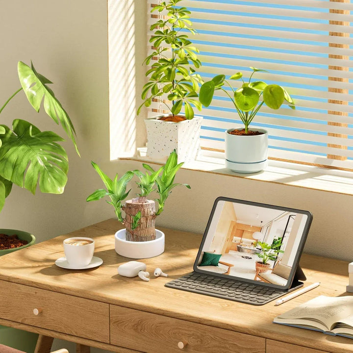 Brazilian Lucky Wood Plant , Vastu + Air Purifier - 🔥Buy 1 Get 1 Free🔥