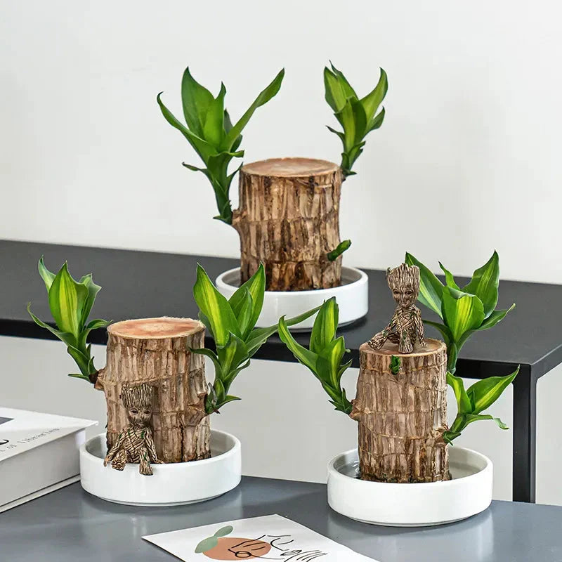 Brazilian Lucky Wood Plant , Vastu + Air Purifier - 🔥Buy 1 Get 1 Free🔥