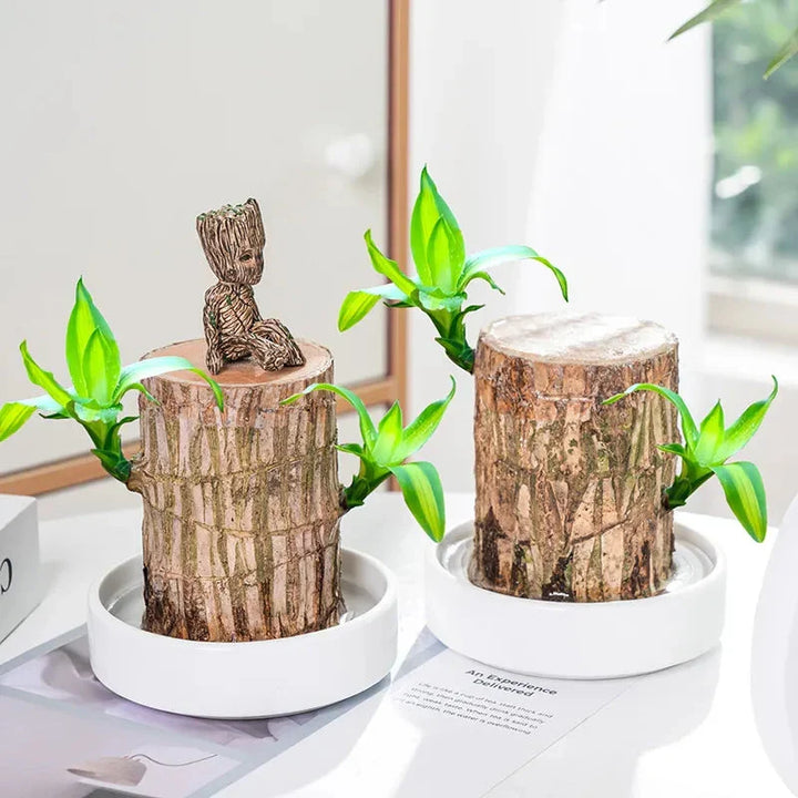 Brazilian Lucky Wood Plant , Vastu + Air Purifier - 🔥Buy 1 Get 1 Free🔥