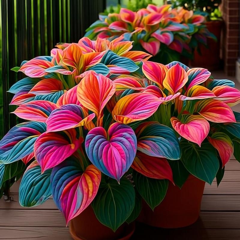 Rare Multicolor Hosta Seeds |🔥Buy 1 Get 1 Free🔥
