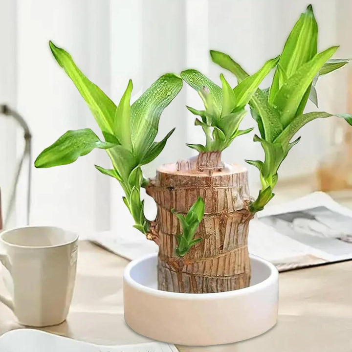Brazilian Lucky Wood Plant , Vastu + Air Purifier - 🔥Buy 1 Get 1 Free🔥