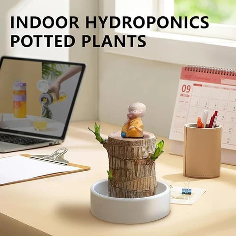 Brazilian Lucky Wood Plant , Vastu + Air Purifier - 🔥Buy 1 Get 1 Free🔥