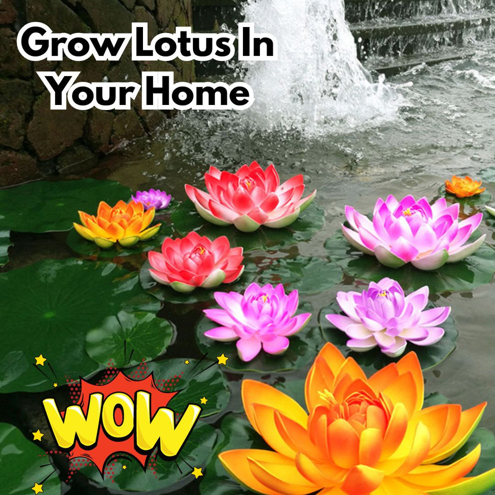 Hybrid Japanese Bonsai Lotus Seeds | 🔥FLAT 50% OFF SALE🔥