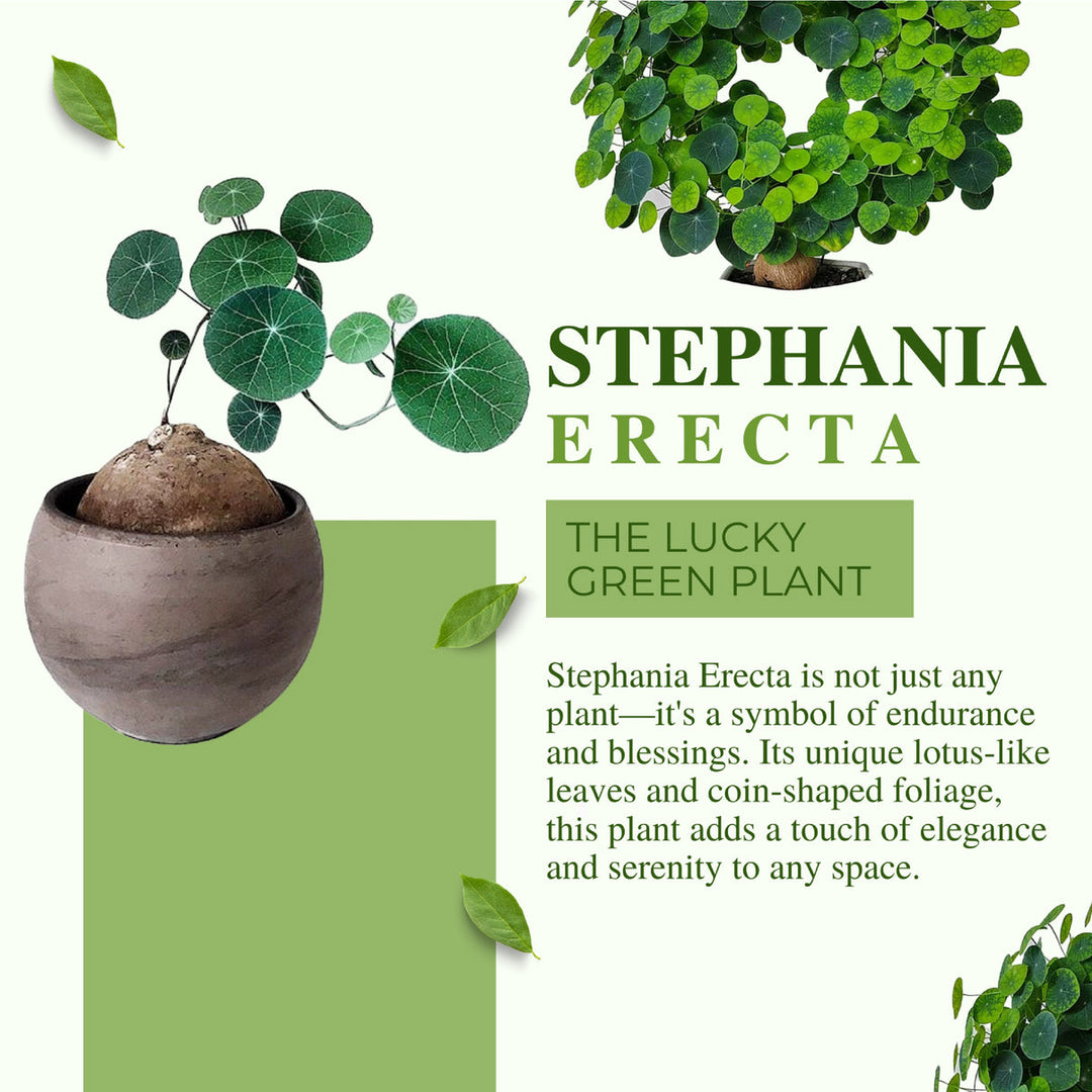 Stephania Erecta Plant | 🔥FLAT 50% OFF SALE🔥