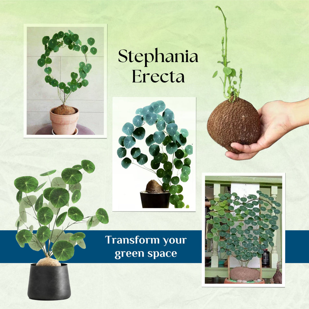 Stephania Erecta Plant | 🔥FLAT 50% OFF SALE🔥