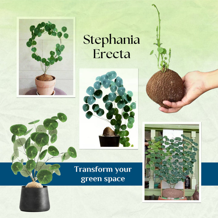 Stephania Erecta Plant | 🔥FLAT 50% OFF SALE🔥