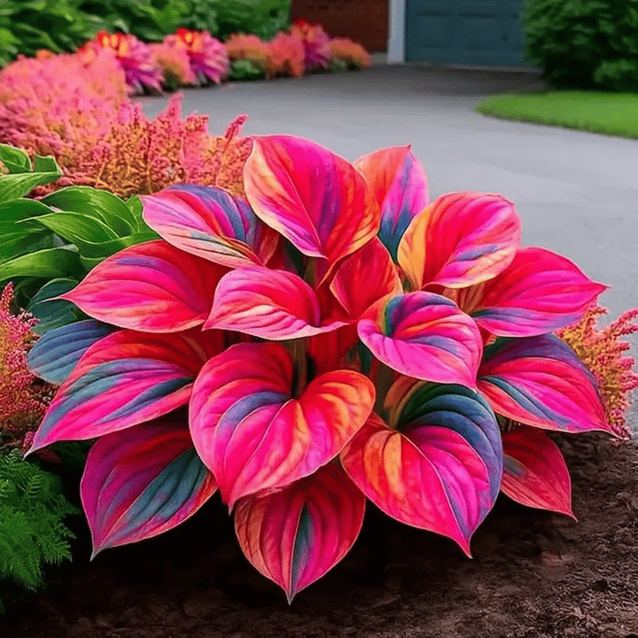 Rare Multicolor Hosta Seeds |🔥Buy 1 Get 1 Free🔥