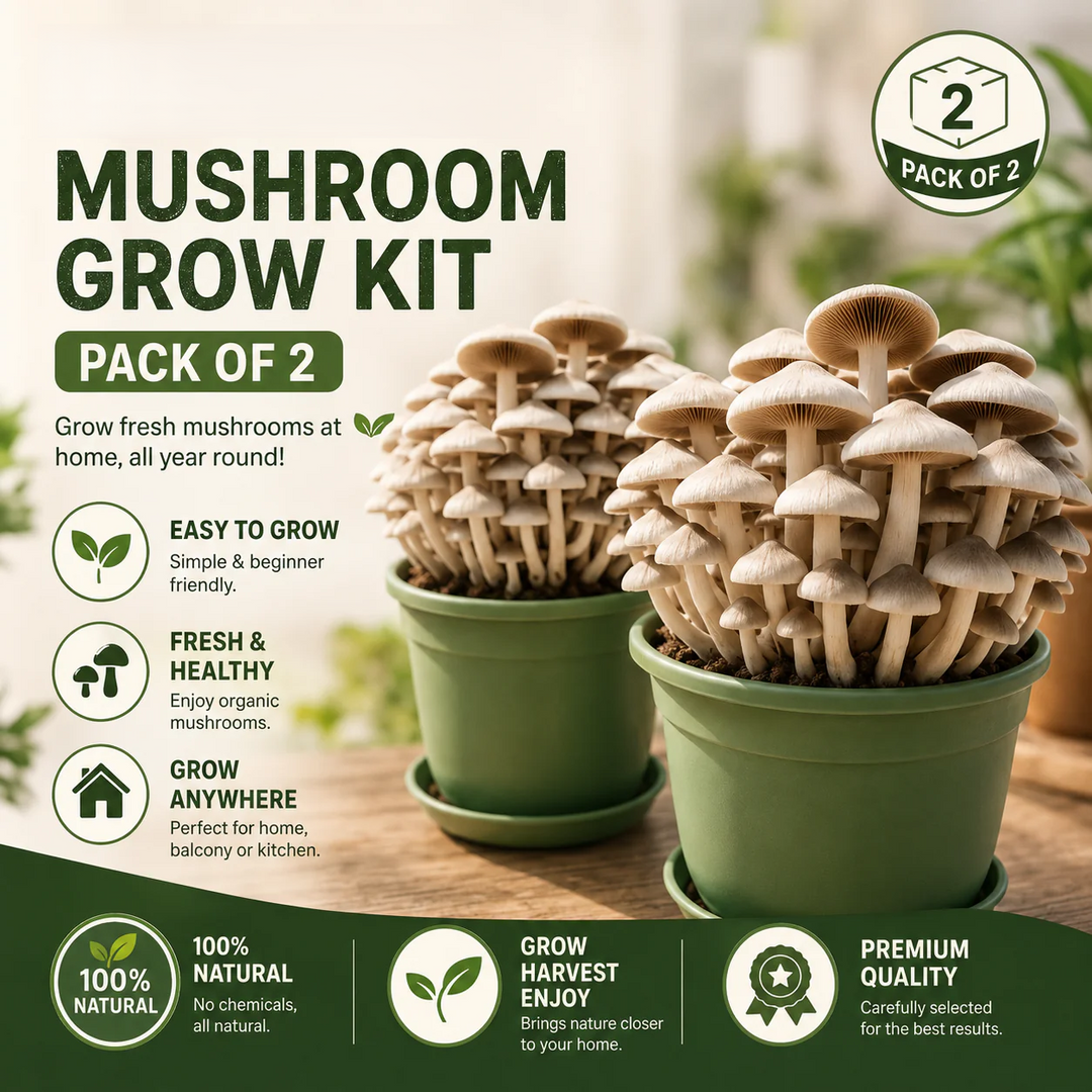 Premium Chicken Organic Mushroom Growing Kit | 🔥BUY 1 GET 1 FREE🔥