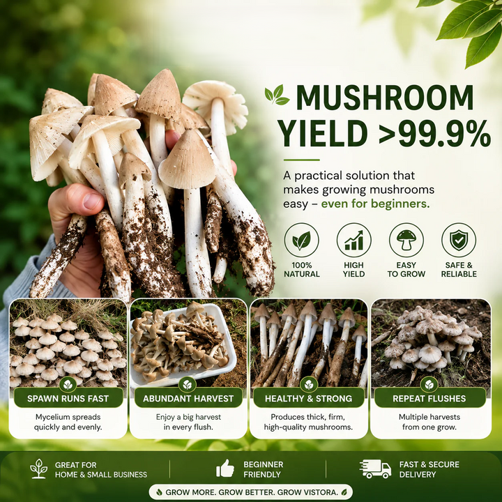 Premium Chicken Organic Mushroom Growing Kit | 🔥BUY 1 GET 1 FREE🔥
