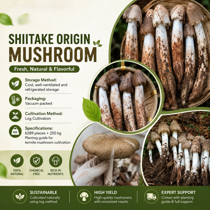 Premium Chicken Organic Mushroom Growing Kit | 🔥BUY 1 GET 1 FREE🔥