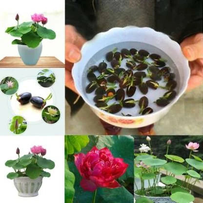 Hybrid Japanese Bonsai Lotus Seeds | 🔥FLAT 50% OFF SALE🔥