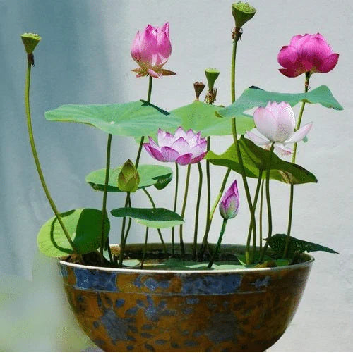 Hybrid Japanese Bonsai Lotus Seeds | 🔥FLAT 50% OFF SALE🔥