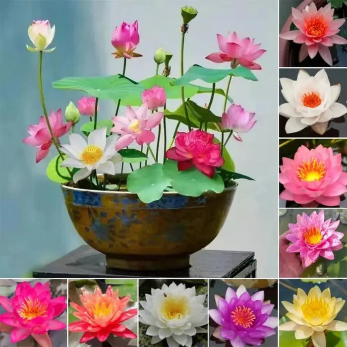 Hybrid Japanese Bonsai Lotus Seeds | 🔥FLAT 50% OFF SALE🔥