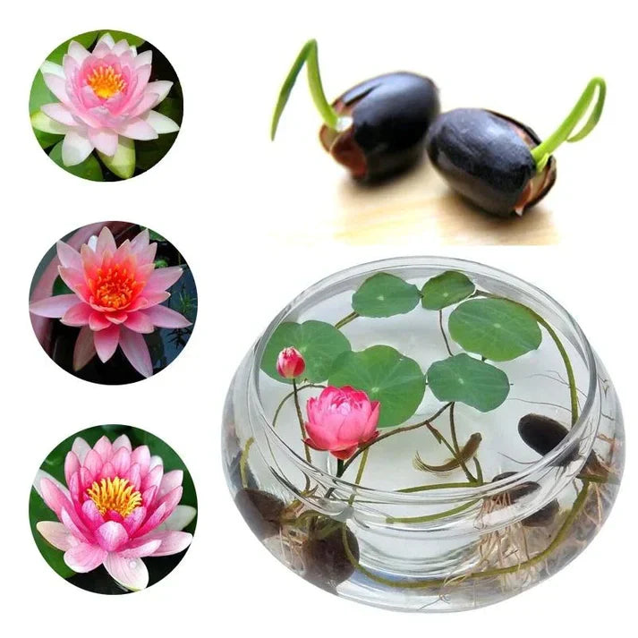 Hybrid Japanese Bonsai Lotus Seeds | 🔥FLAT 50% OFF SALE🔥